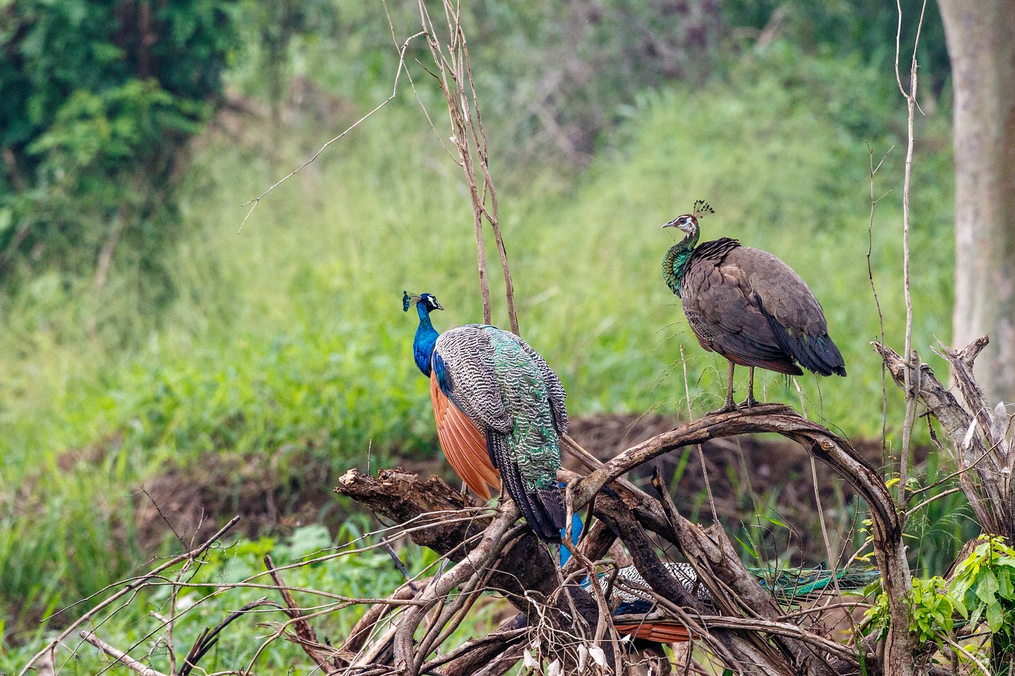 Blauer Pfau